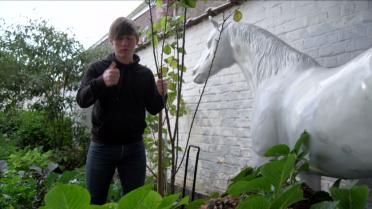 Angelo plant een fruitboom