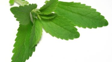 stevia plant