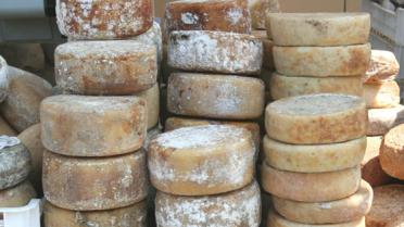 pecorino kaas
