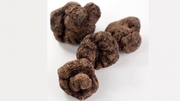 Perigord truffel